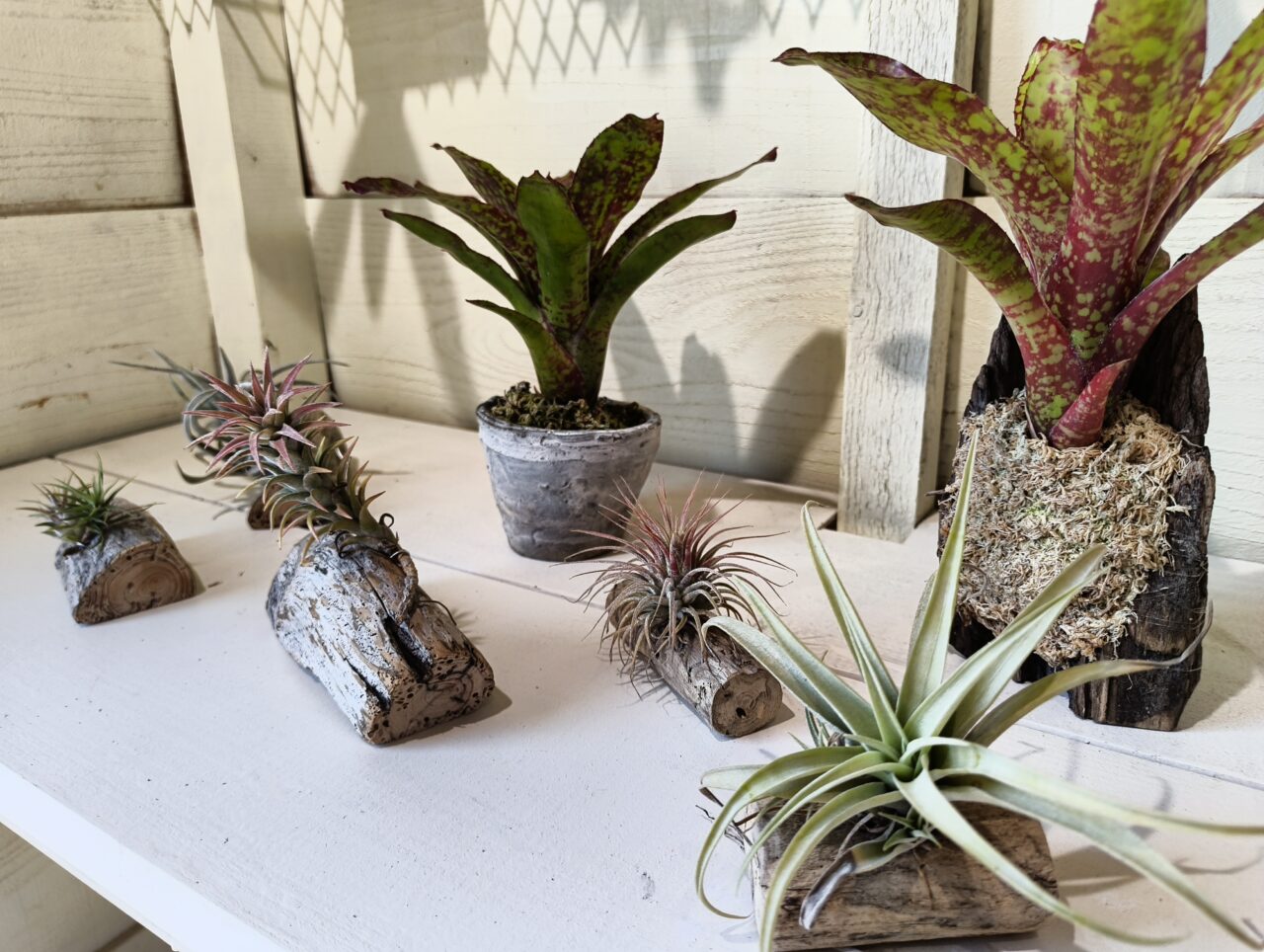 エアプランツの流木付け