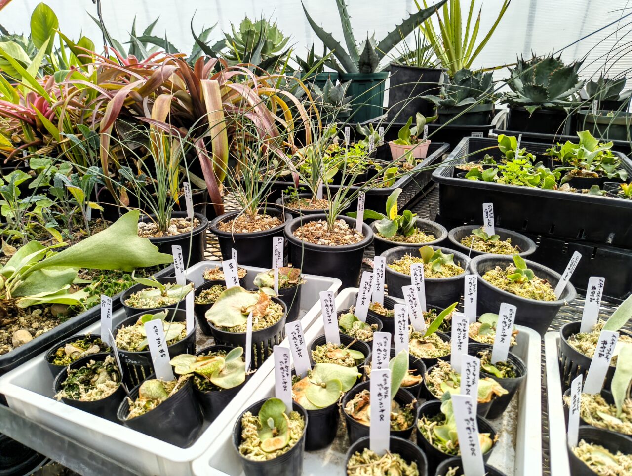 バックヤードで育成中の植物