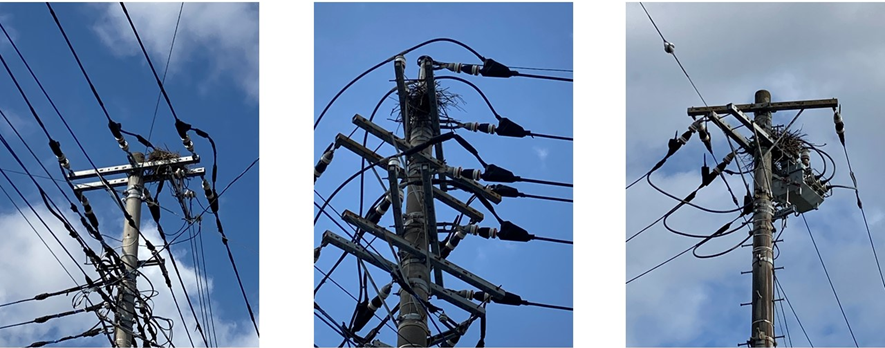 電柱のカラスの巣