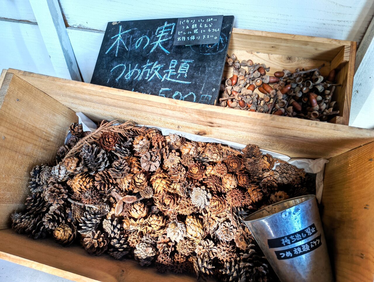 木の実の詰め放題