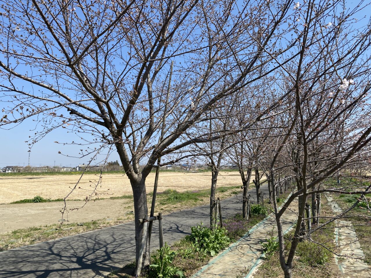 中手子林調節池の桜並木