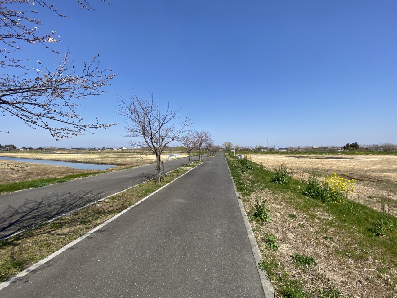 中手子林調節池の遊歩道