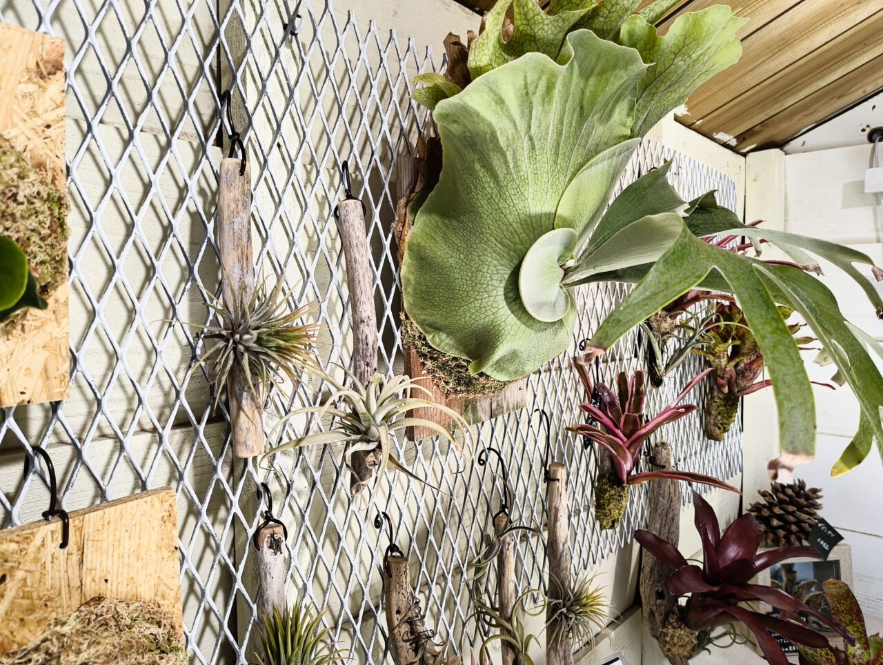 パボーネジャルディーノの店内