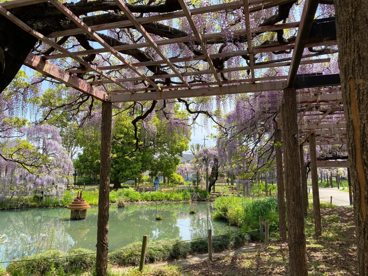 大天白公園の藤と池