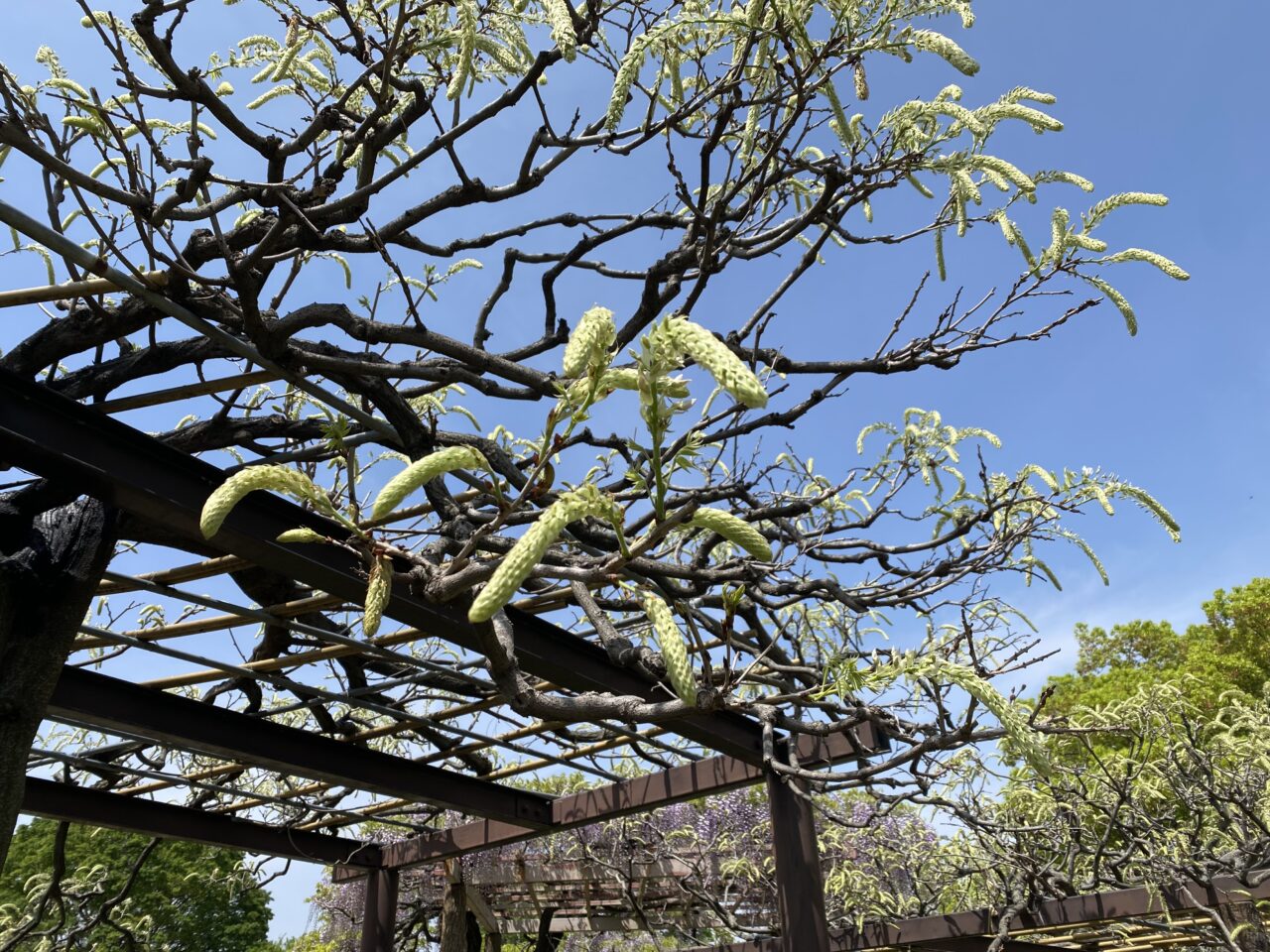 大天白公園の藤のつぼみ