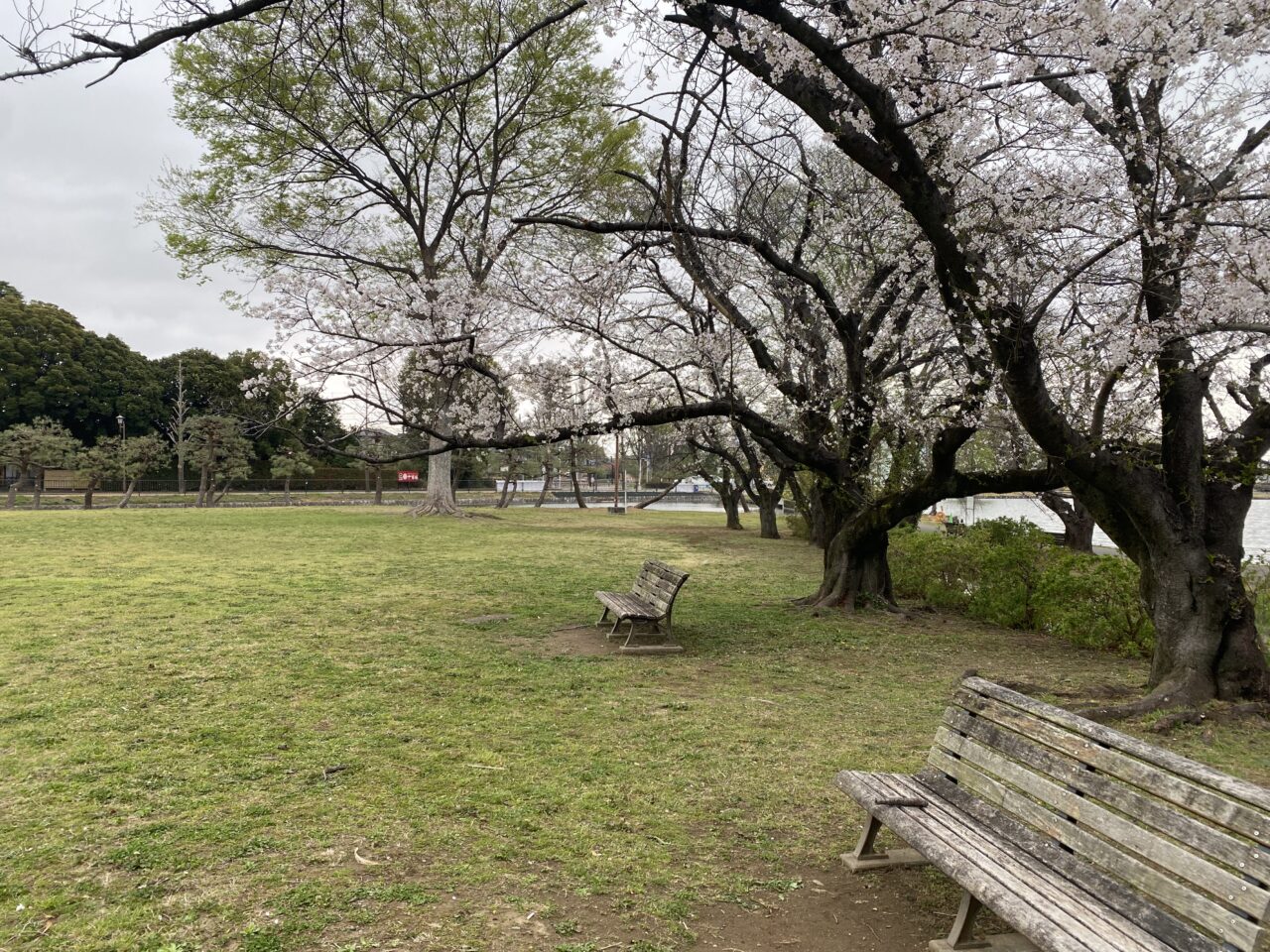 行田水城公園芝生広場