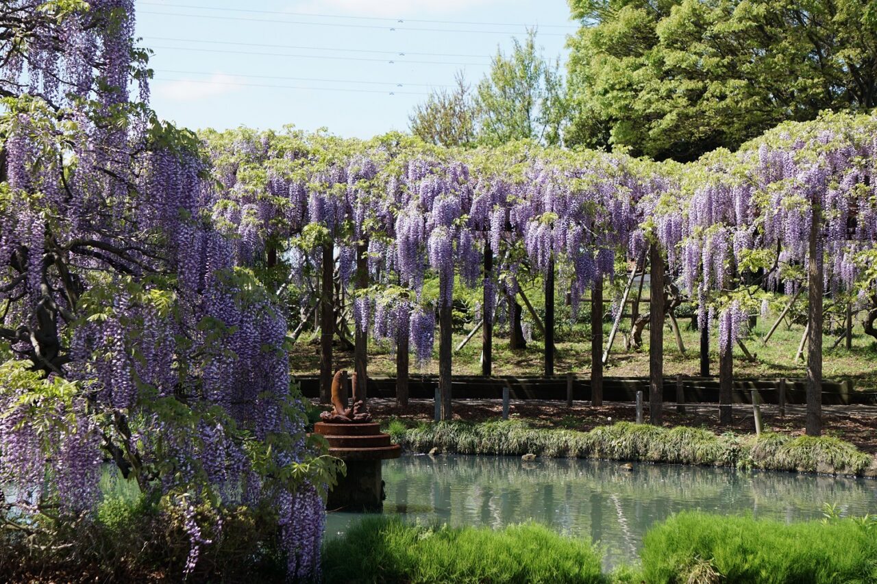 池の周囲に咲く大天白神社の藤