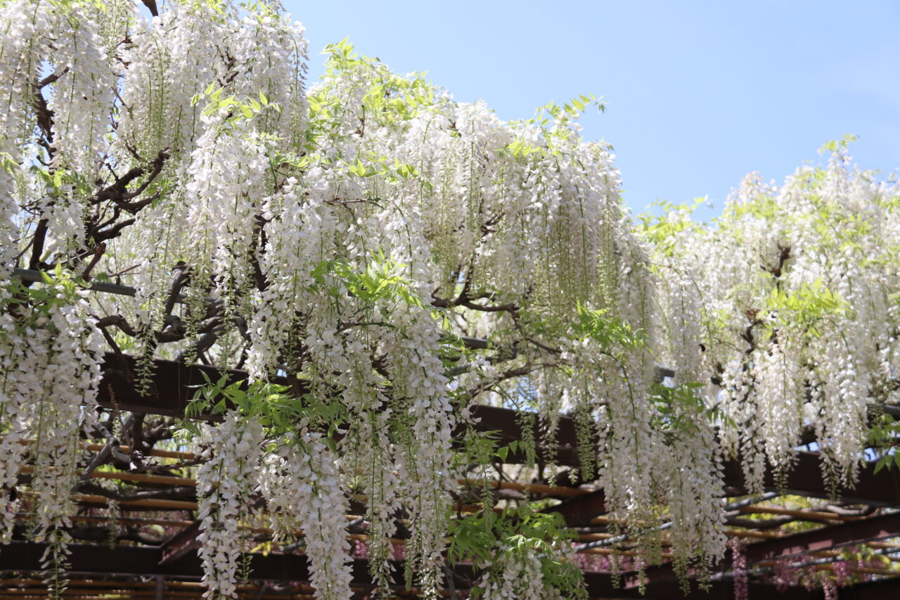 大天白神社の白藤