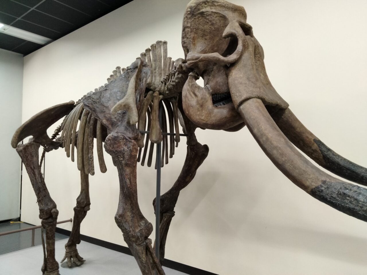 マンモスの骨