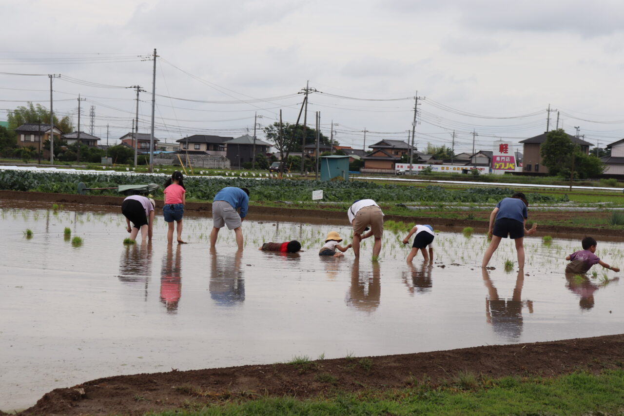 田植え体験の様子