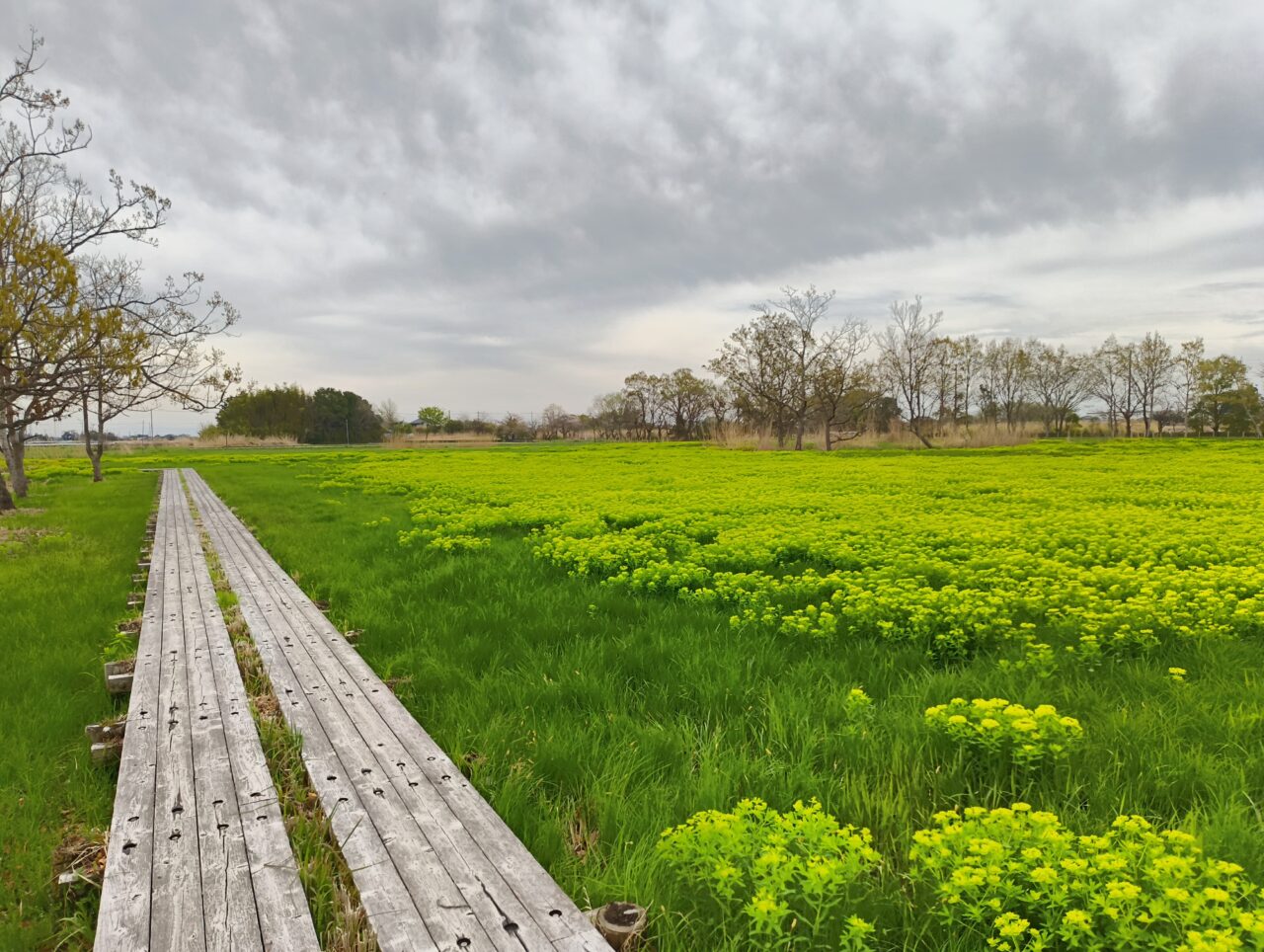 浮野の里のノウルシ