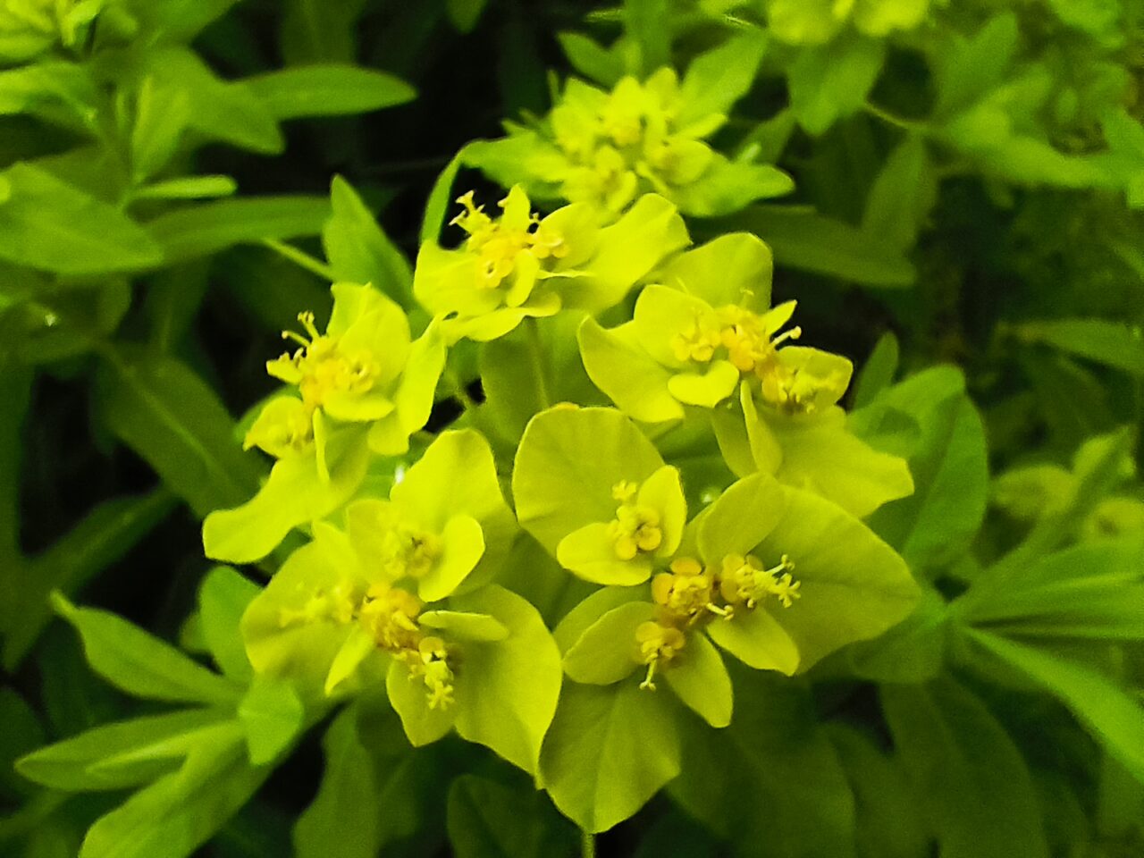 ノウルシの苞葉