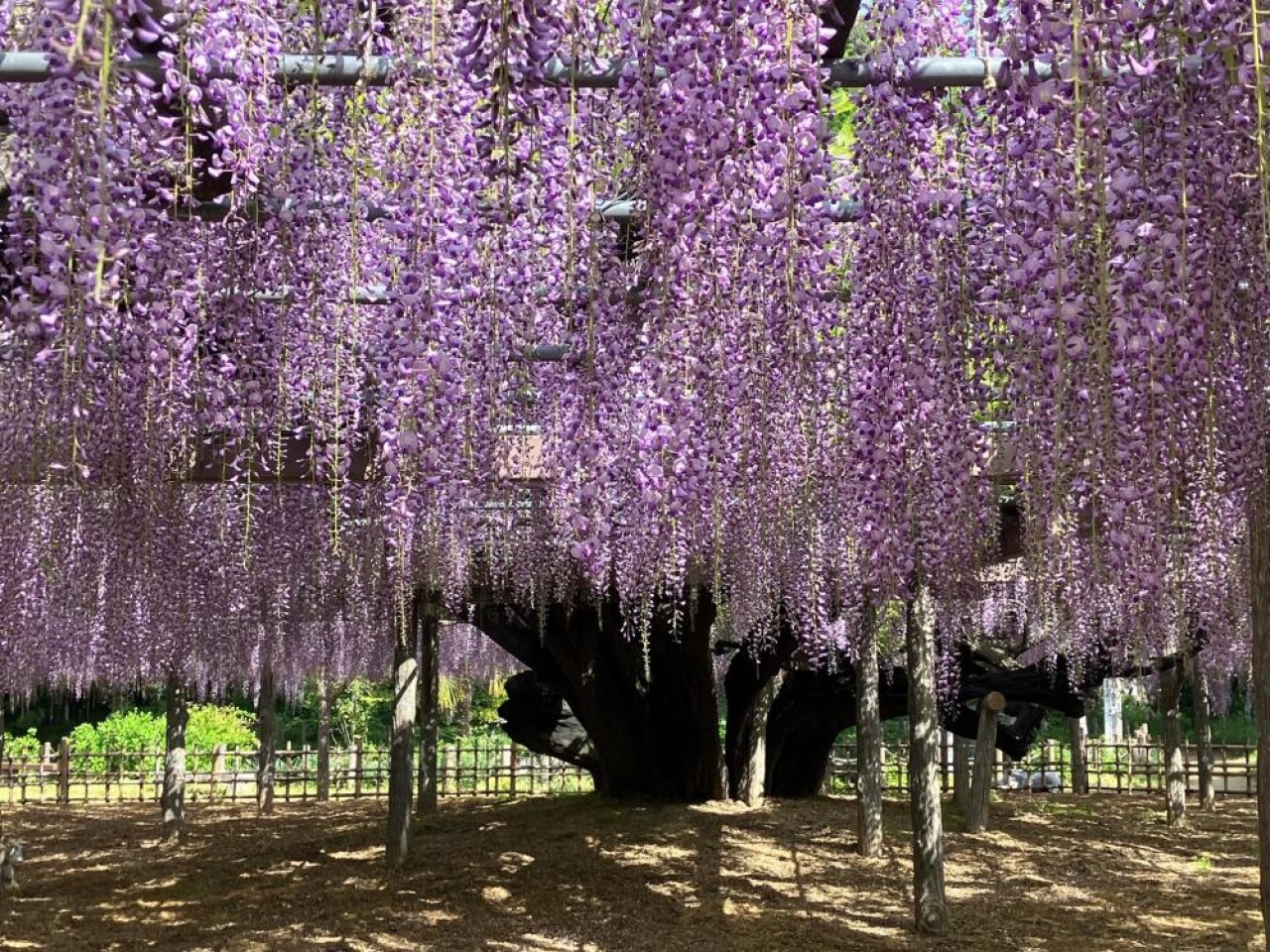 玉敷神社の大藤