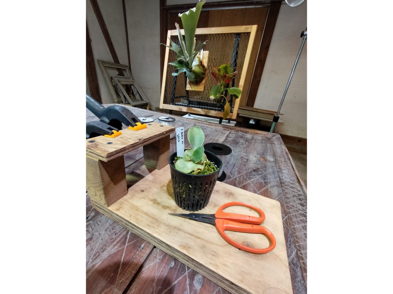 「PavoneGiardino」ビカクシダ板付けワークショップ