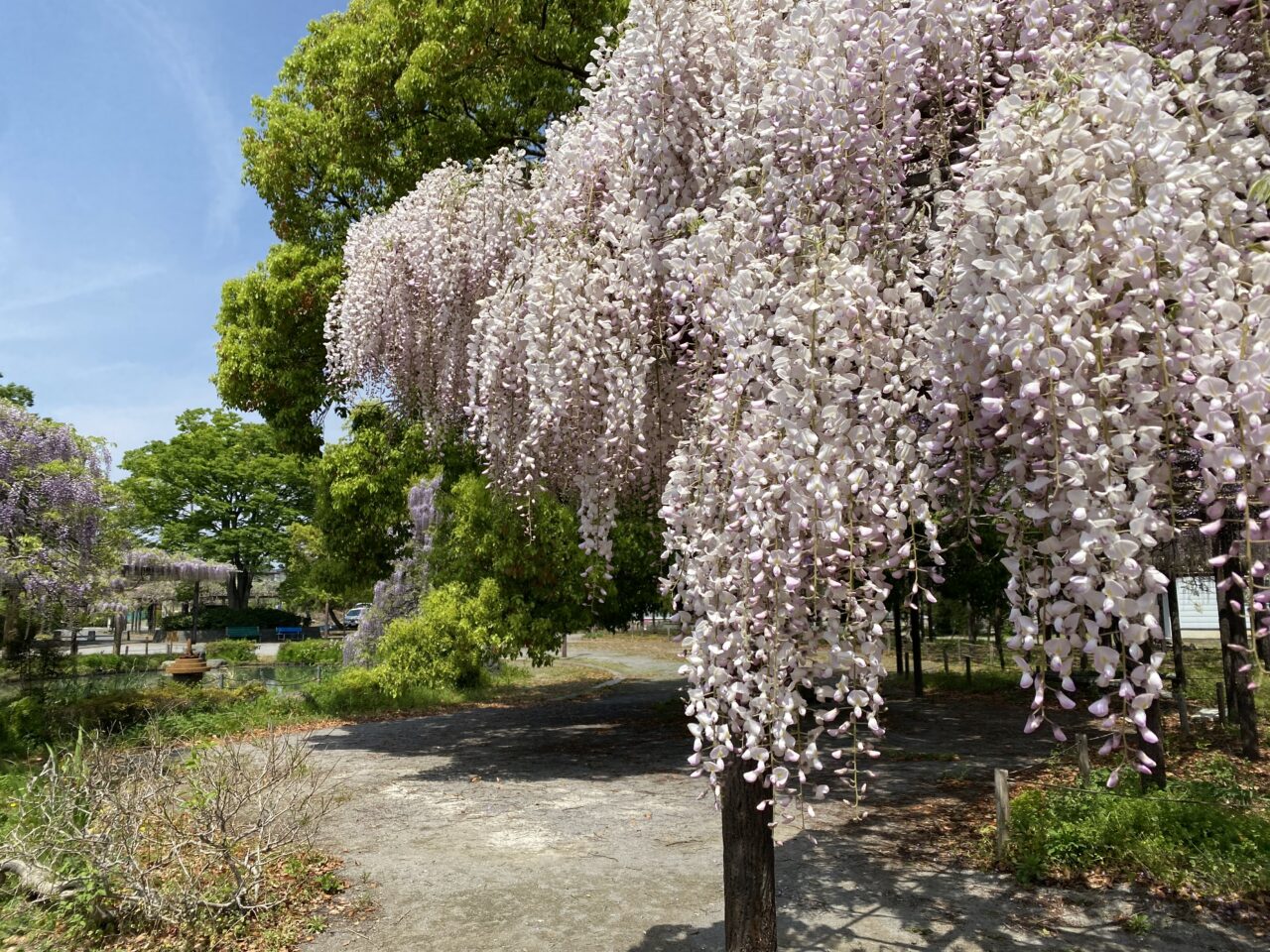大天白公園の白藤