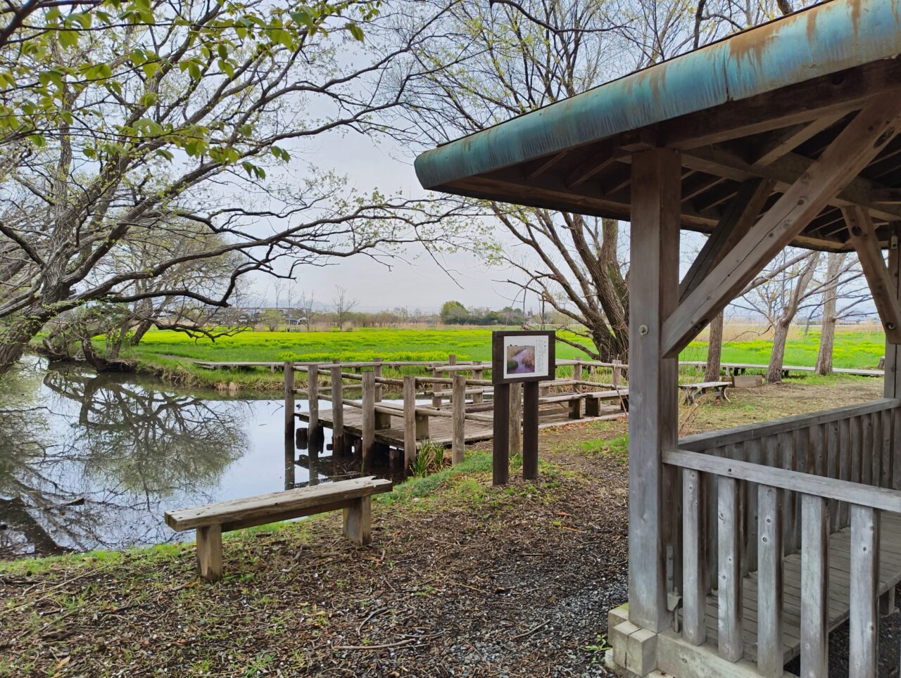 「浮野の里」東屋から見たノウルシ