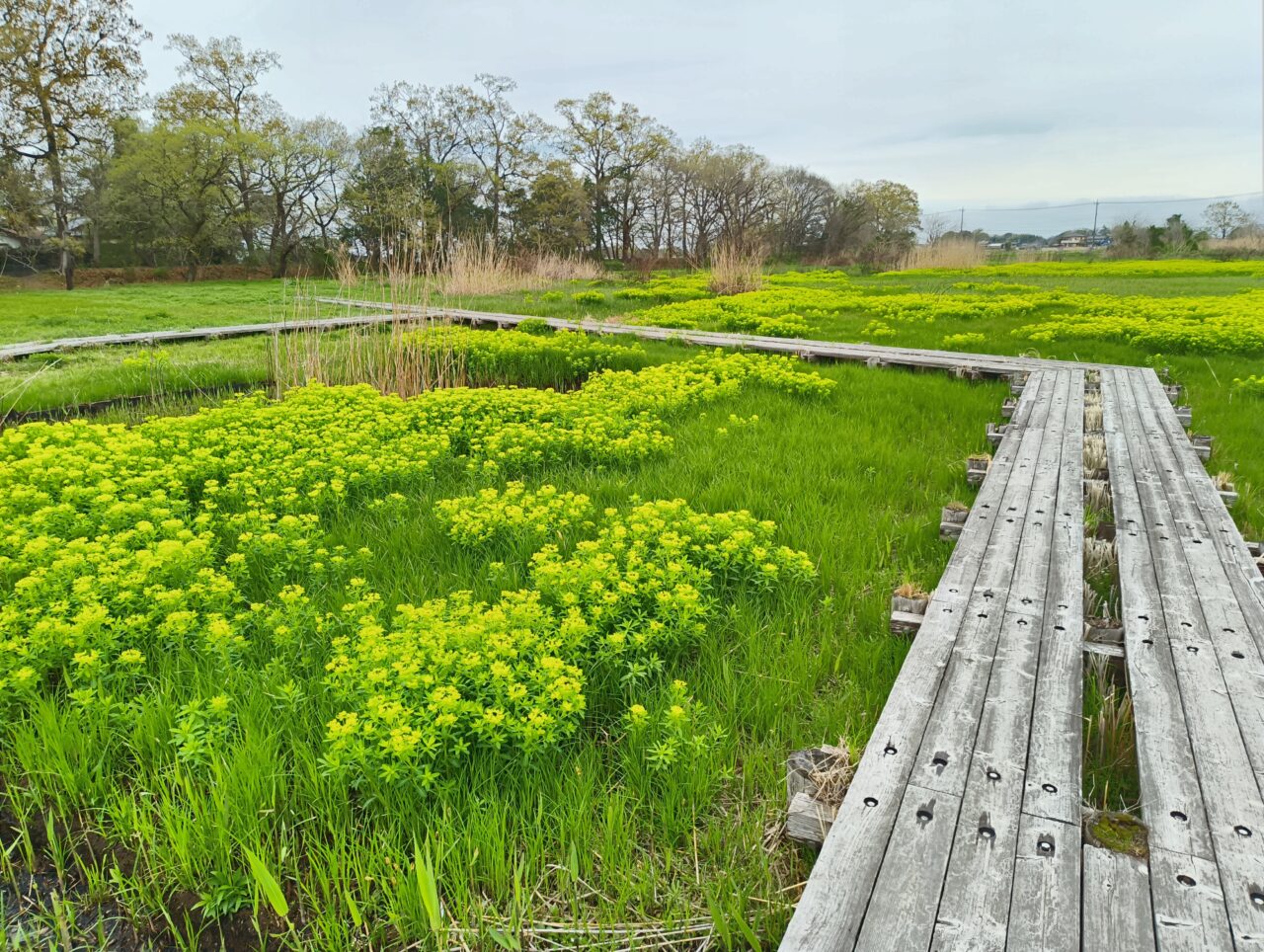 「浮野の里」木道とノウルシ