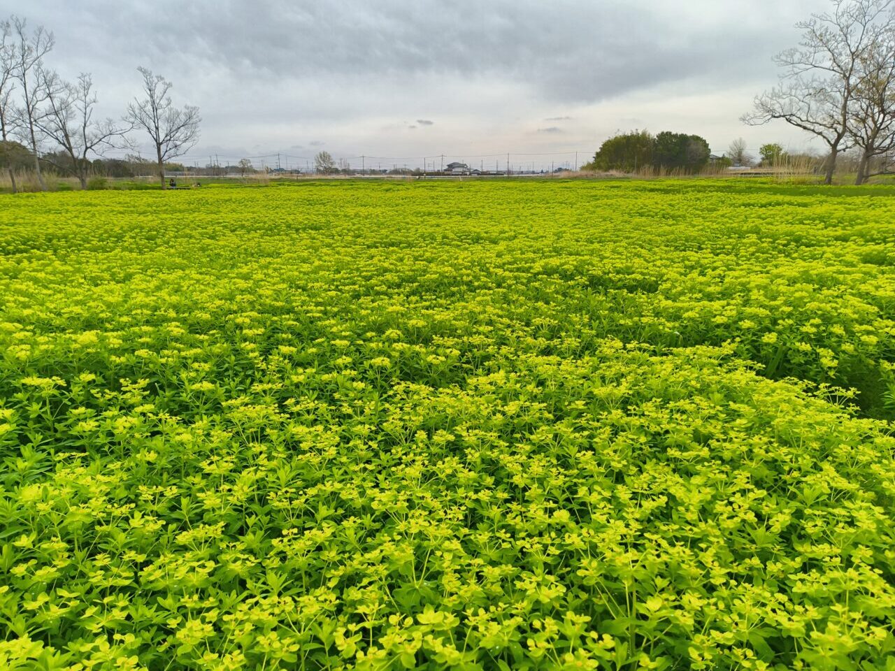 「浮野の里」群生するノウルシ