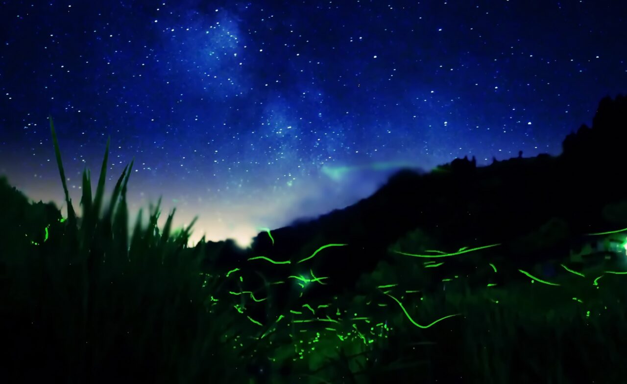 ホタルの光と星空