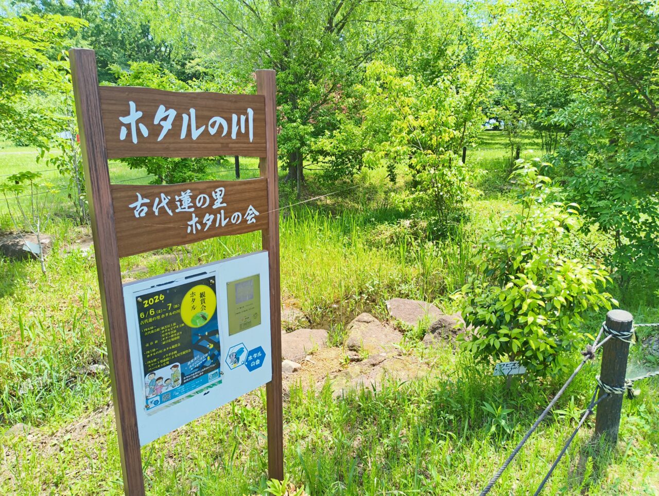ホタルの川