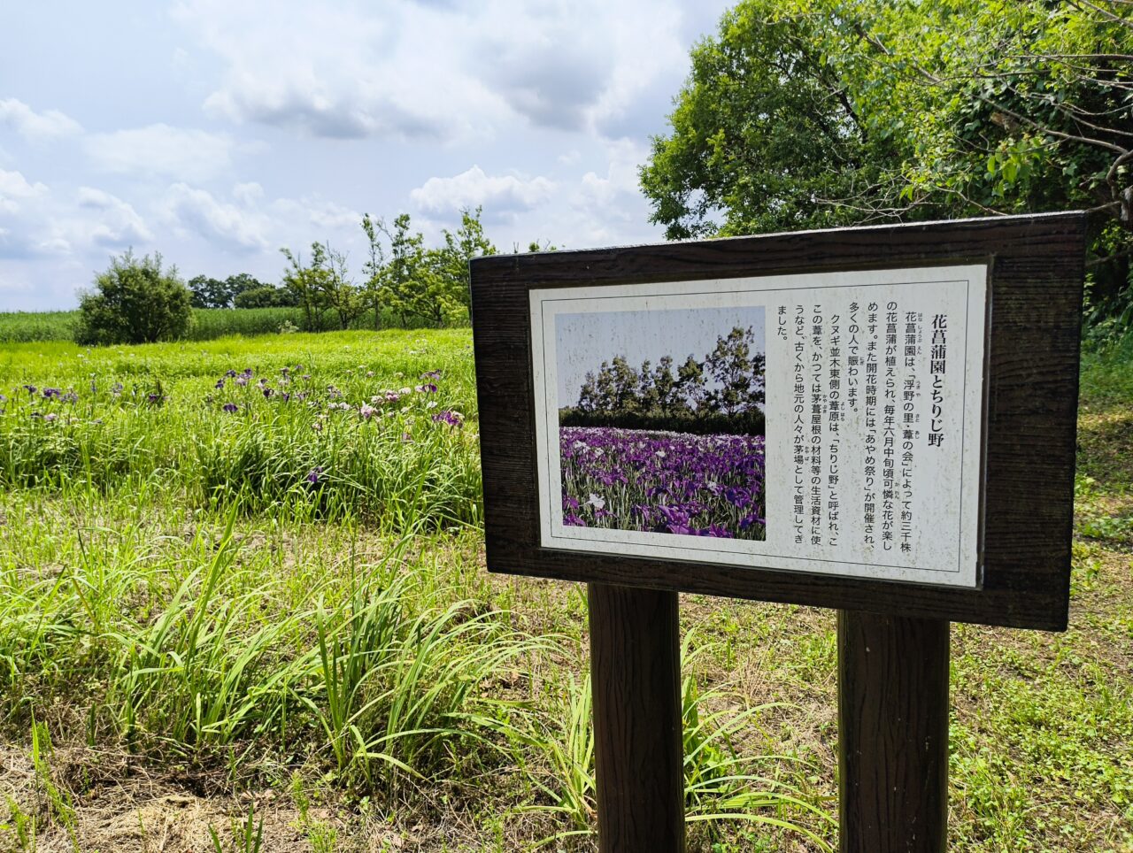 浮野の里の花菖蒲園
