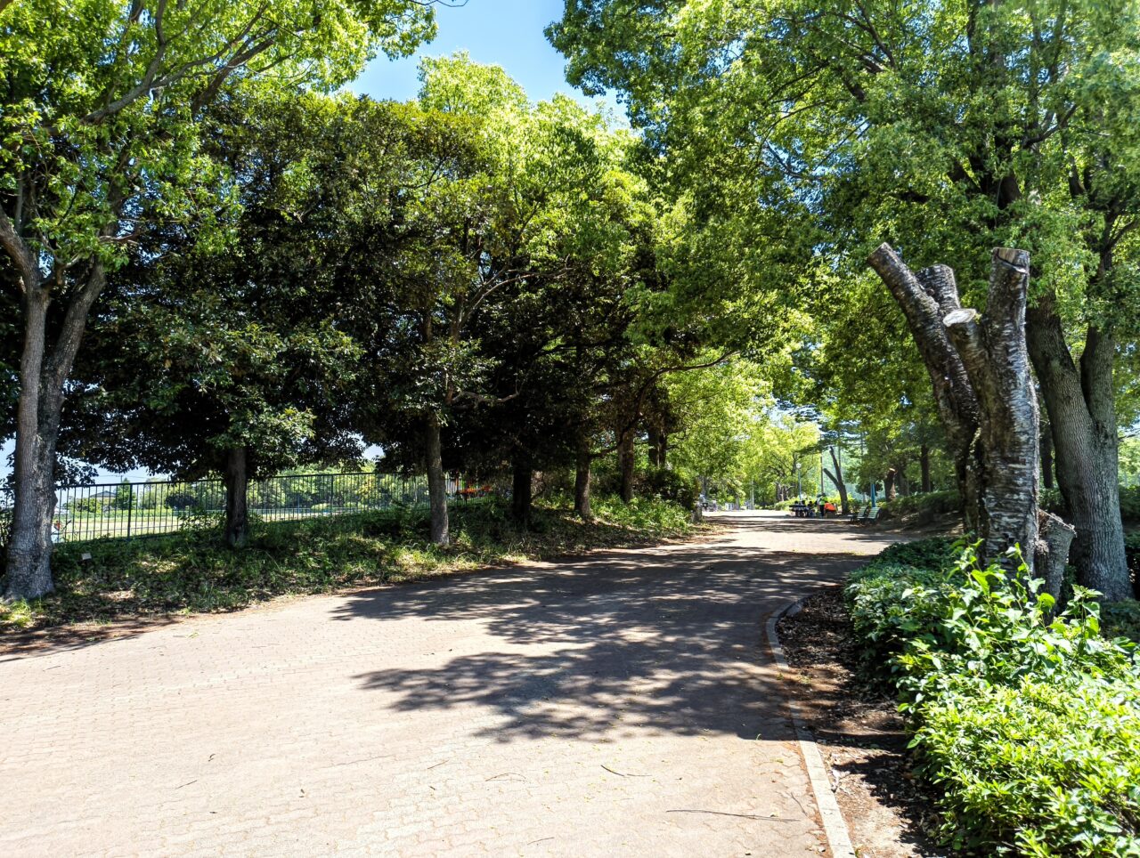 羽生中央公園の並木道