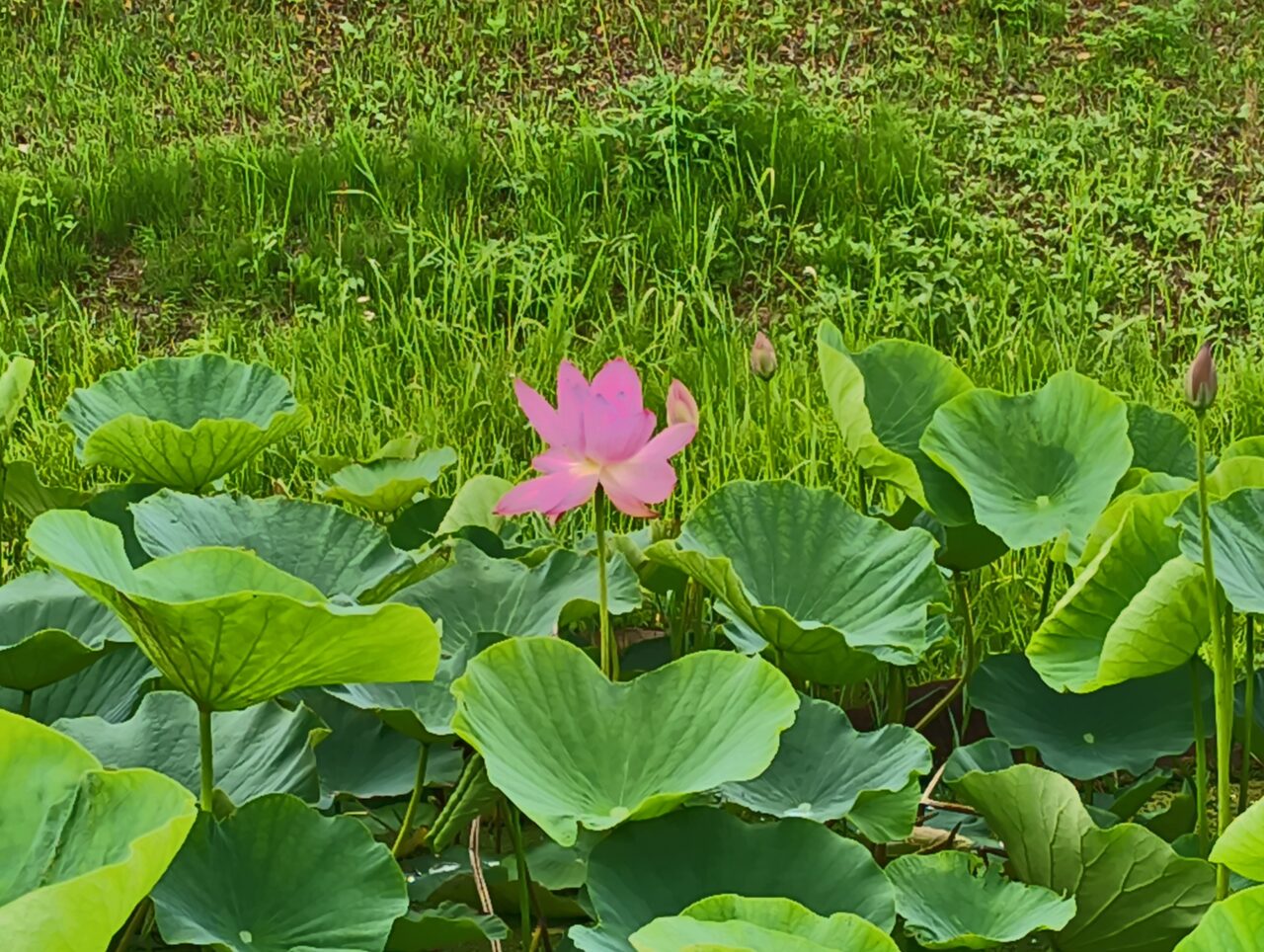 古代蓮池(花)