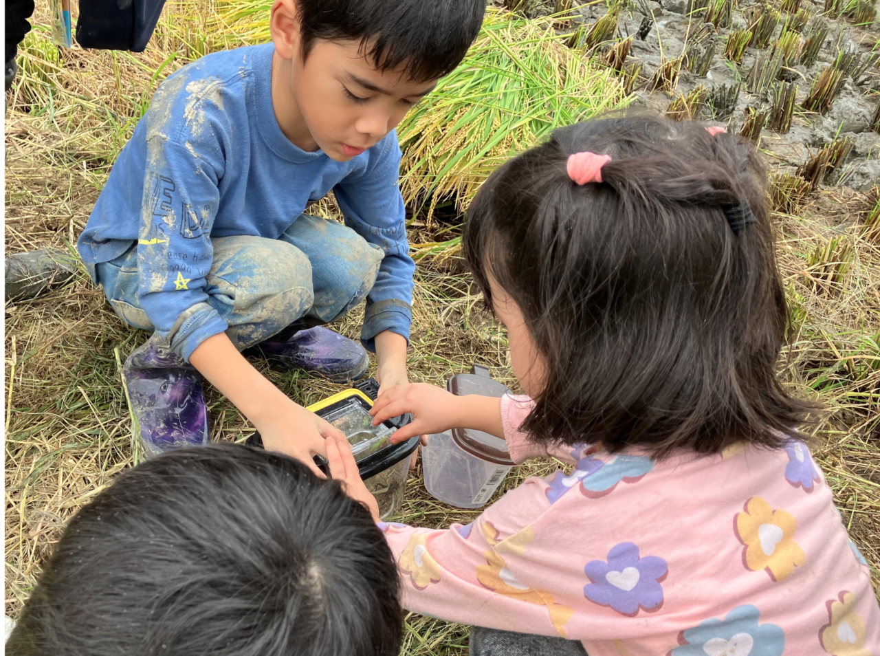 生きもの調査の様子