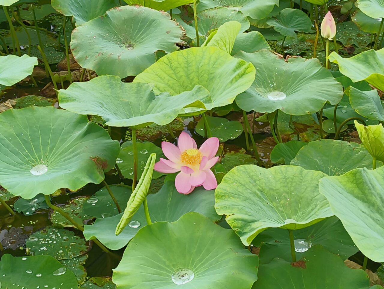 世界の蓮園(花)