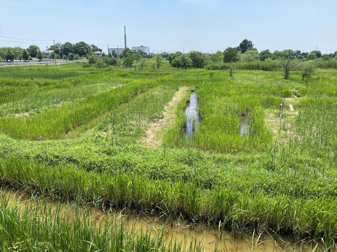 宝蔵寺沼ムジナモ自生地