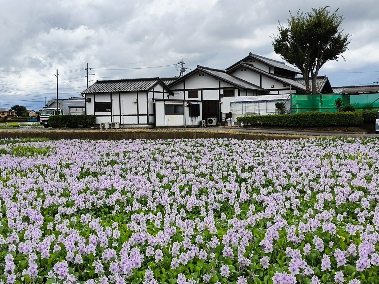 直売所北側の水田