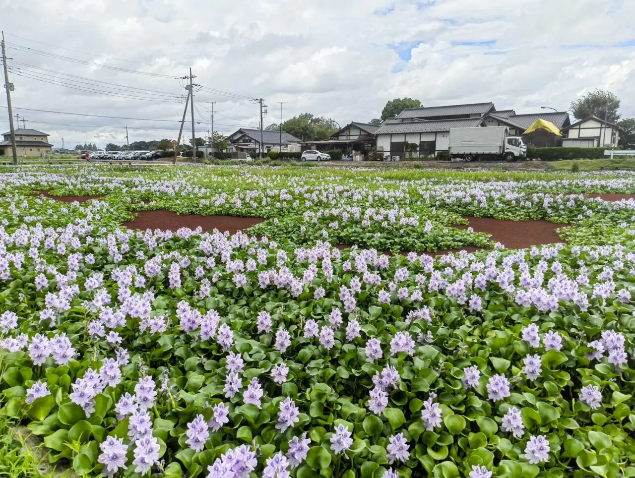 直売所裏の水田