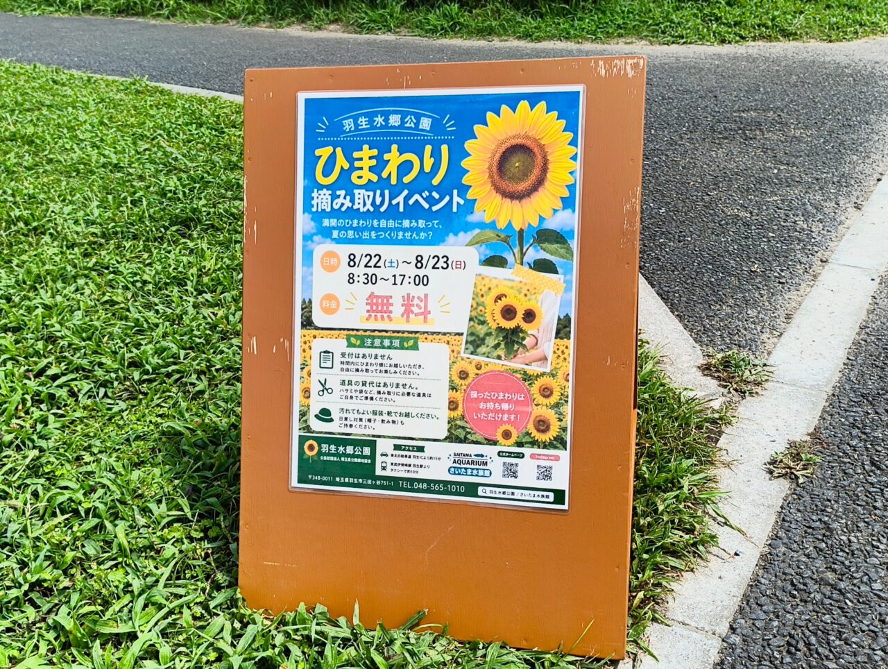 ひまわり摘み取りイベント