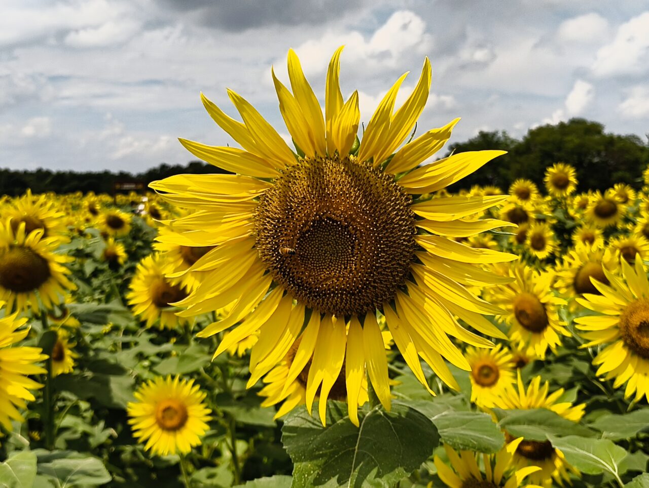 ひまわりの花のアップ