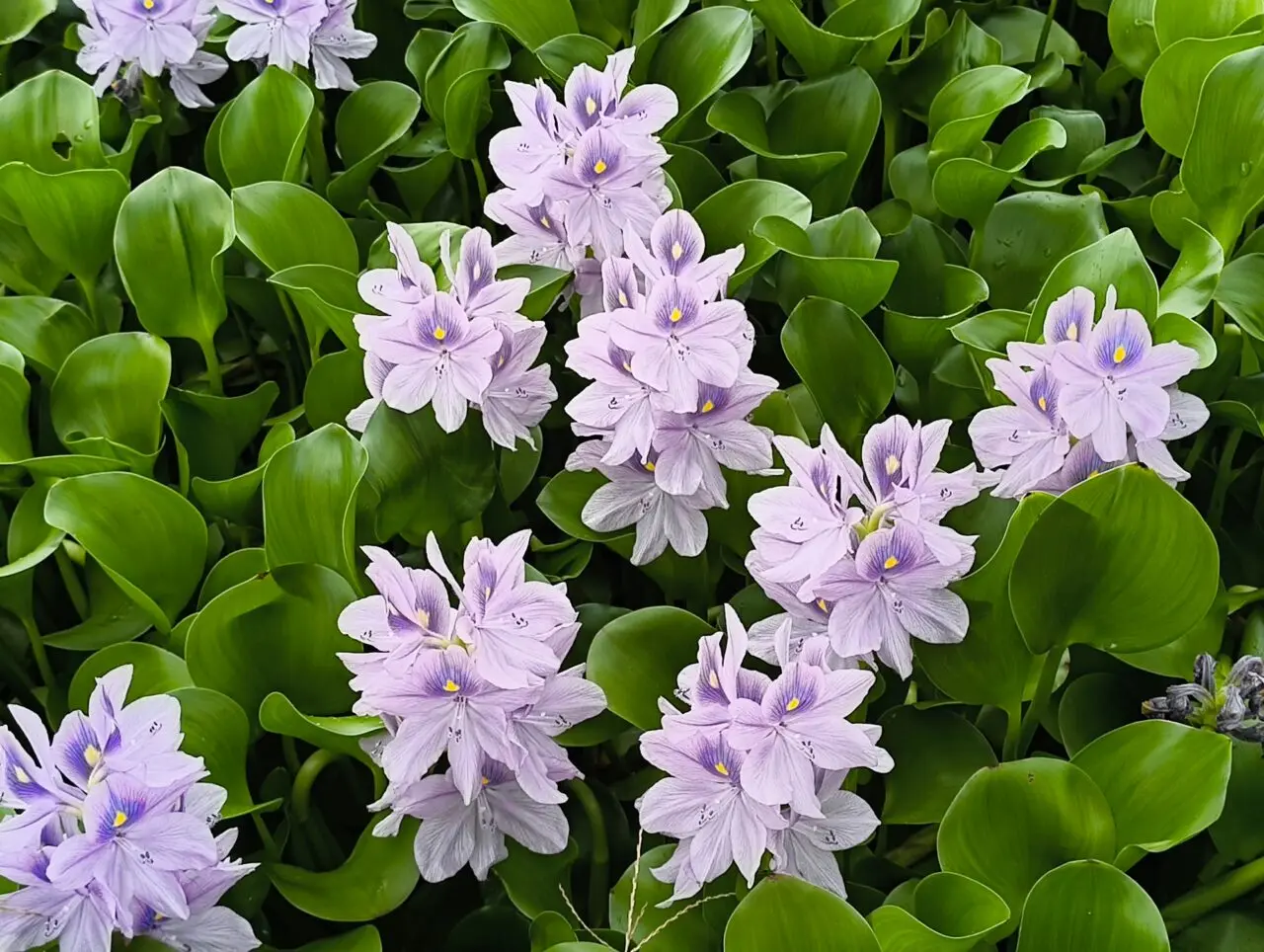 ホテイアオイの花