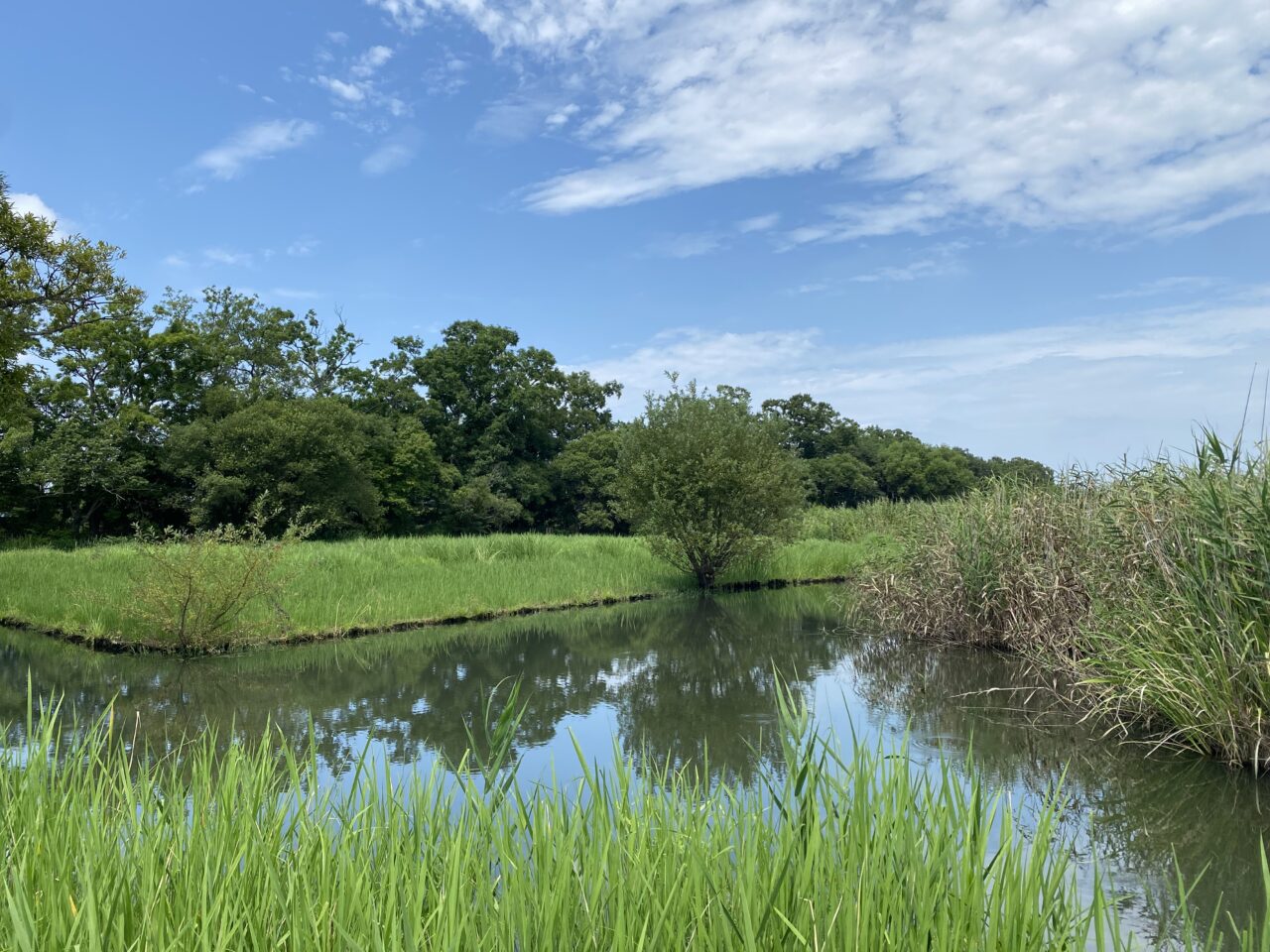 浮野の里の湿地
