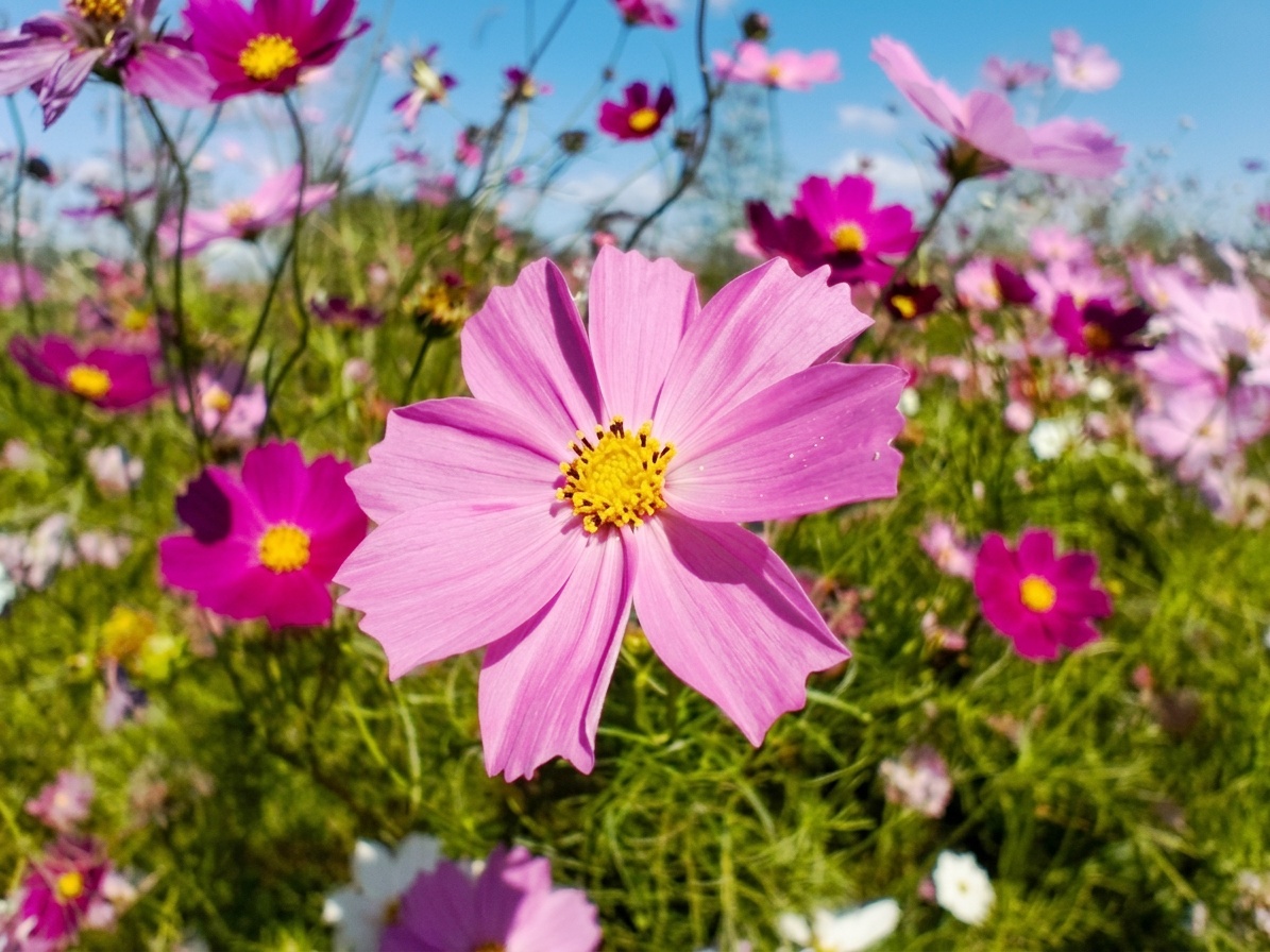 コスモスの花