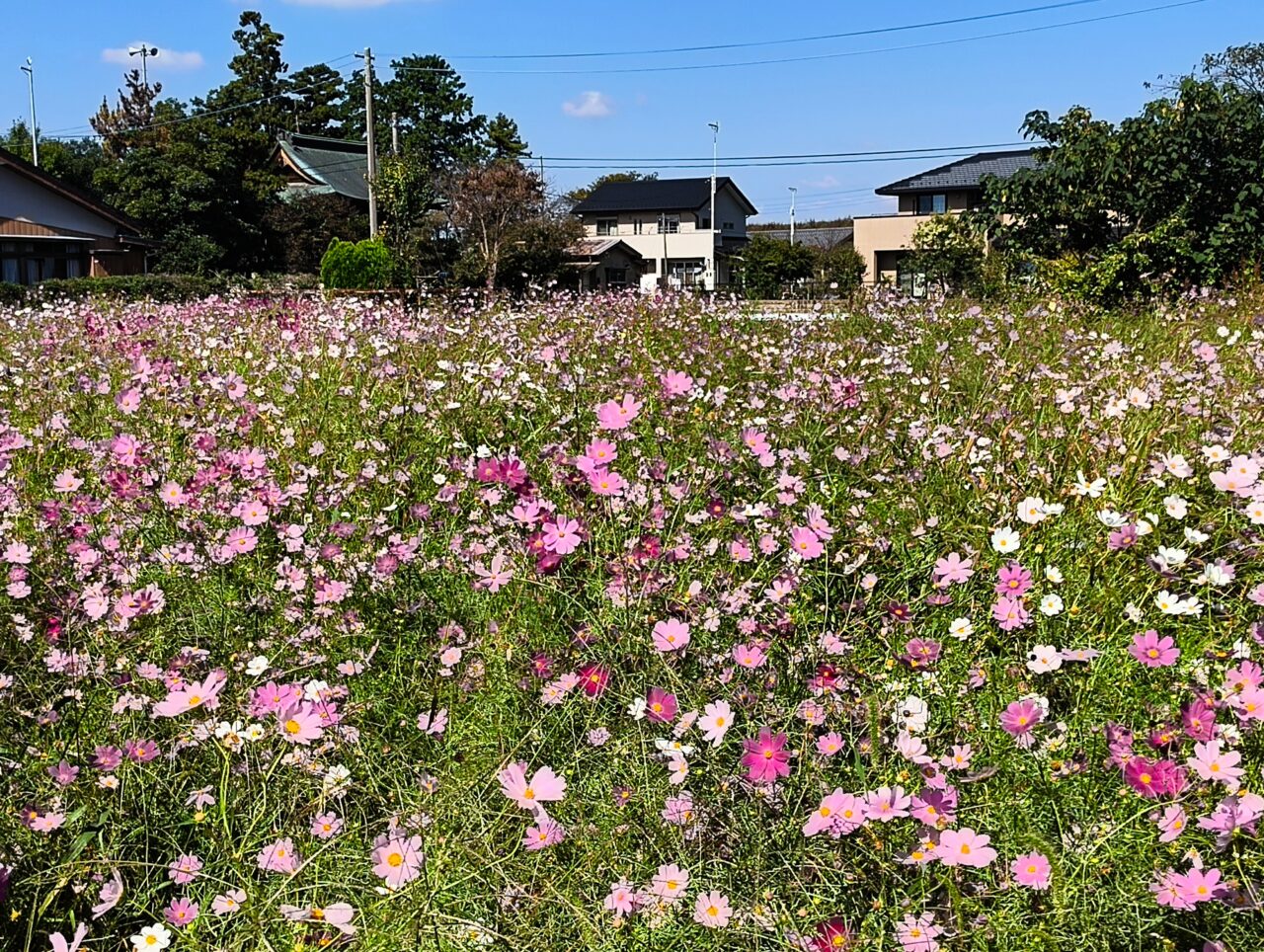 加須未来館のコスモス畑