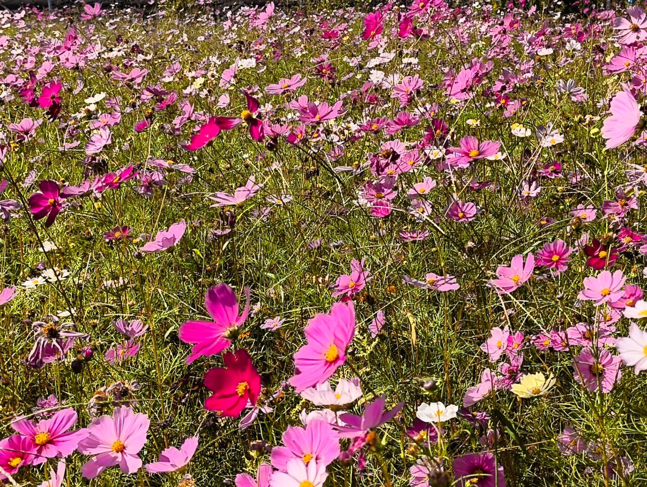 見頃を迎えた加須未来館のコスモス